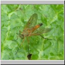 Rhagio tringarius - Schnepfenfliege 01.jpg